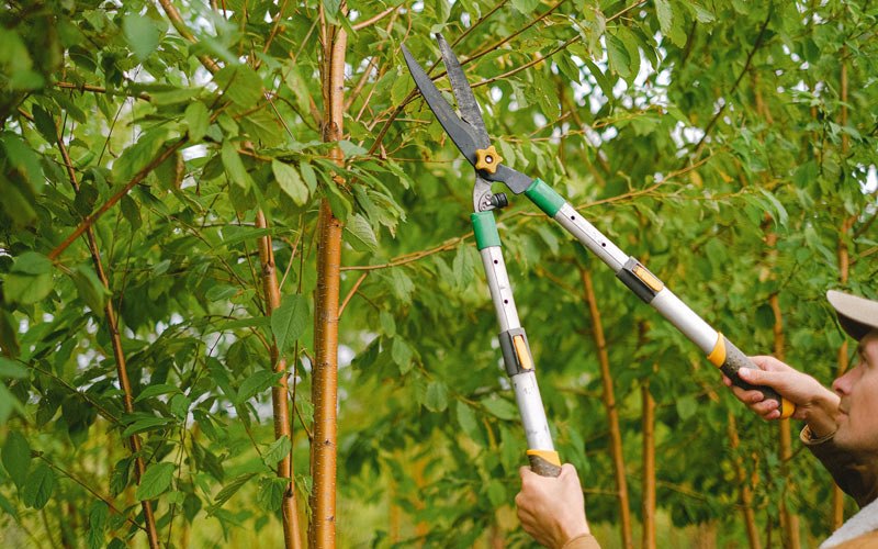 Tree trimming in Nunda, SD